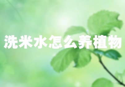 洗米水怎么养植物