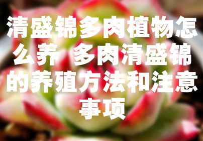 清盛锦多肉植物怎么养 多肉清盛锦的养殖方法和注意事项