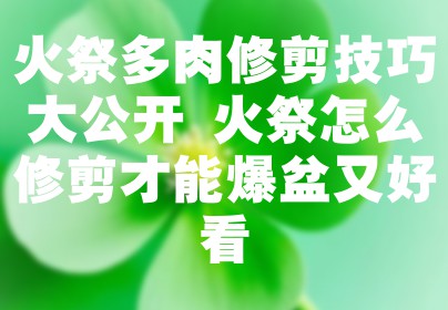 火祭多肉修剪技巧大公开 火祭怎么修剪才能爆盆又好看