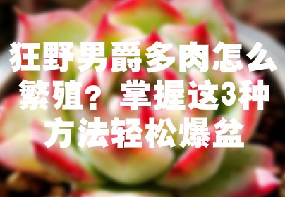 狂野男爵多肉怎么繁殖？掌握这3种方法轻松爆盆