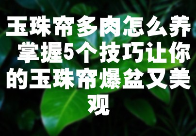 玉珠帘多肉怎么养 掌握5个技巧让你的玉珠帘爆盆又美观