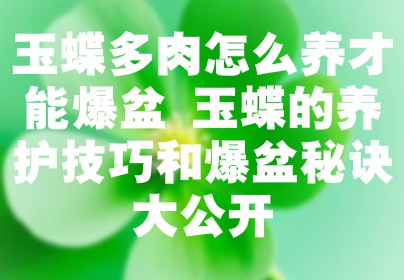 玉蝶多肉怎么养才能爆盆 玉蝶的养护技巧和爆盆秘诀大公开