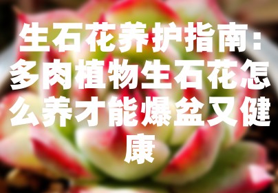 生石花养护指南：多肉植物生石花怎么养才能爆盆又健康