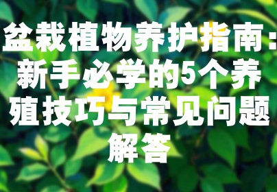 盆栽植物养护指南：新手必学的5个养殖技巧与常见问题解答
