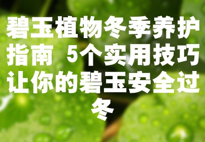 碧玉植物冬季养护指南 5个实用技巧让你的碧玉安全过冬