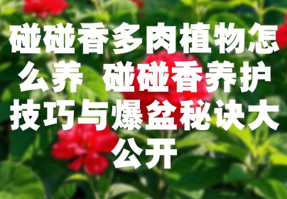 碰碰香多肉植物怎么养 碰碰香养护技巧与爆盆秘诀大公开