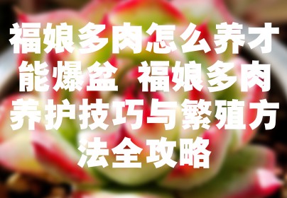福娘多肉怎么养才能爆盆 福娘多肉养护技巧与繁殖方法全攻略