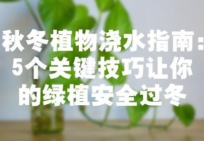 秋冬植物浇水指南：5个关键技巧让你的绿植安全过冬
