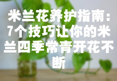 米兰花养护指南：7个技巧让你的米兰四季常青开花不断