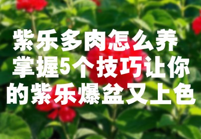 紫乐多肉怎么养 掌握5个技巧让你的紫乐爆盆又上色