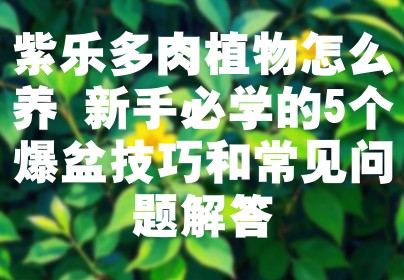 紫乐多肉植物怎么养 新手必学的5个爆盆技巧和常见问题解答