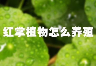 红掌植物怎么养殖