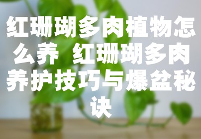 红珊瑚多肉植物怎么养 红珊瑚多肉养护技巧与爆盆秘诀
