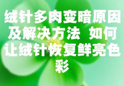 绒针多肉变暗原因及解决方法 如何让绒针恢复鲜亮色彩