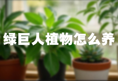 绿巨人植物怎么养