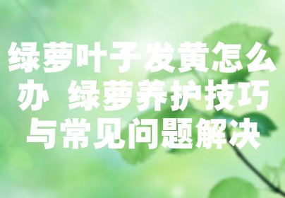 绿萝叶子发黄怎么办 绿萝养护技巧与常见问题解决