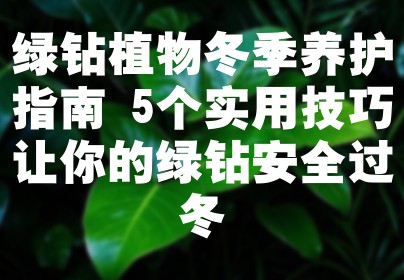 绿钻植物冬季养护指南 5个实用技巧让你的绿钻安全过冬