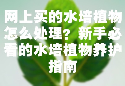 网上买的水培植物怎么处理？新手必看的水培植物养护指南