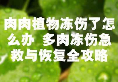 肉肉植物冻伤了怎么办 多肉冻伤急救与恢复全攻略