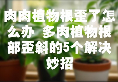 肉肉植物根歪了怎么办 多肉植物根部歪斜的5个解决妙招