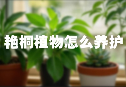 艳桐植物怎么养护