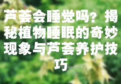 芦荟会睡觉吗？揭秘植物睡眠的奇妙现象与芦荟养护技巧