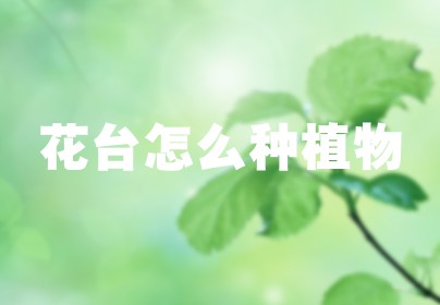花台怎么种植物