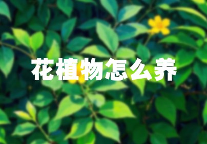 花植物怎么养