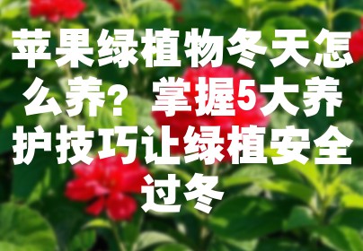 苹果绿植物冬天怎么养？掌握5大养护技巧让绿植安全过冬
