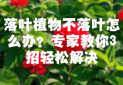 落叶植物不落叶怎么办？专家教你3招轻松解决