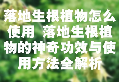 落地生根植物怎么使用 落地生根植物的神奇功效与使用方法全解析