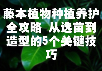 藤本植物种植养护全攻略 从选苗到造型的5个关键技巧