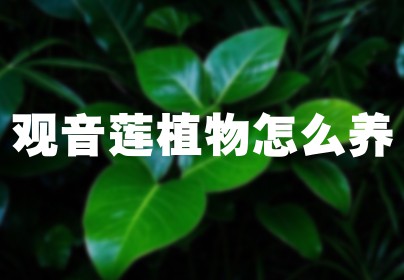 观音莲植物怎么养