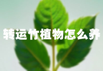转运竹植物怎么养