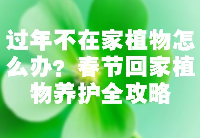 过年不在家植物怎么办？春节回家植物养护全攻略