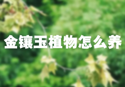 金镶玉植物怎么养