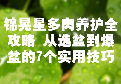 锦晃星多肉养护全攻略 从选盆到爆盆的7个实用技巧