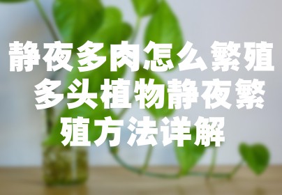 静夜多肉怎么繁殖 多头植物静夜繁殖方法详解