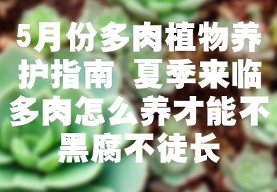 5月份多肉植物养护指南 夏季来临多肉怎么养才能不黑腐不徒长