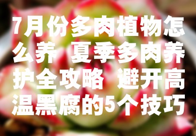 7月份多肉植物怎么养 夏季多肉养护全攻略 避开高温黑腐的5个技巧