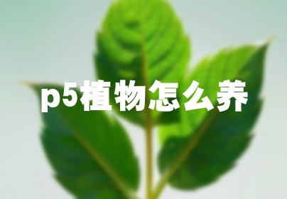 p5植物怎么养